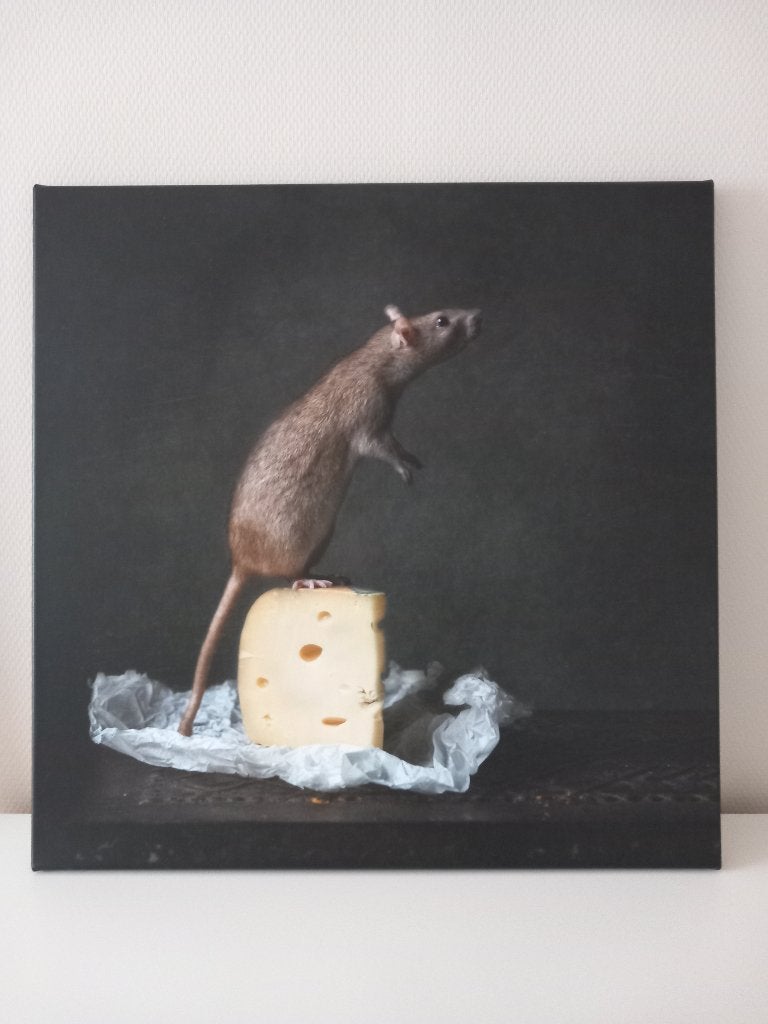 Canvas schilderij, Ophalen, 50 tot 75 cm, Zo goed als nieuw, Schilderij