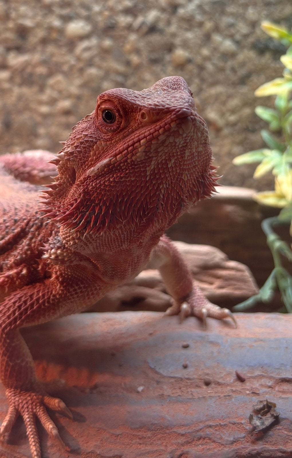 Rode Baardagaam vrouw met terrarium