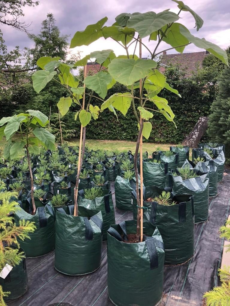 Paulownia tomentosa / Royal Empress bomen: snelgroeier!, Tuin en Terras, Planten | Bomen, Overige soorten, Lente, 100 tot 250 cm