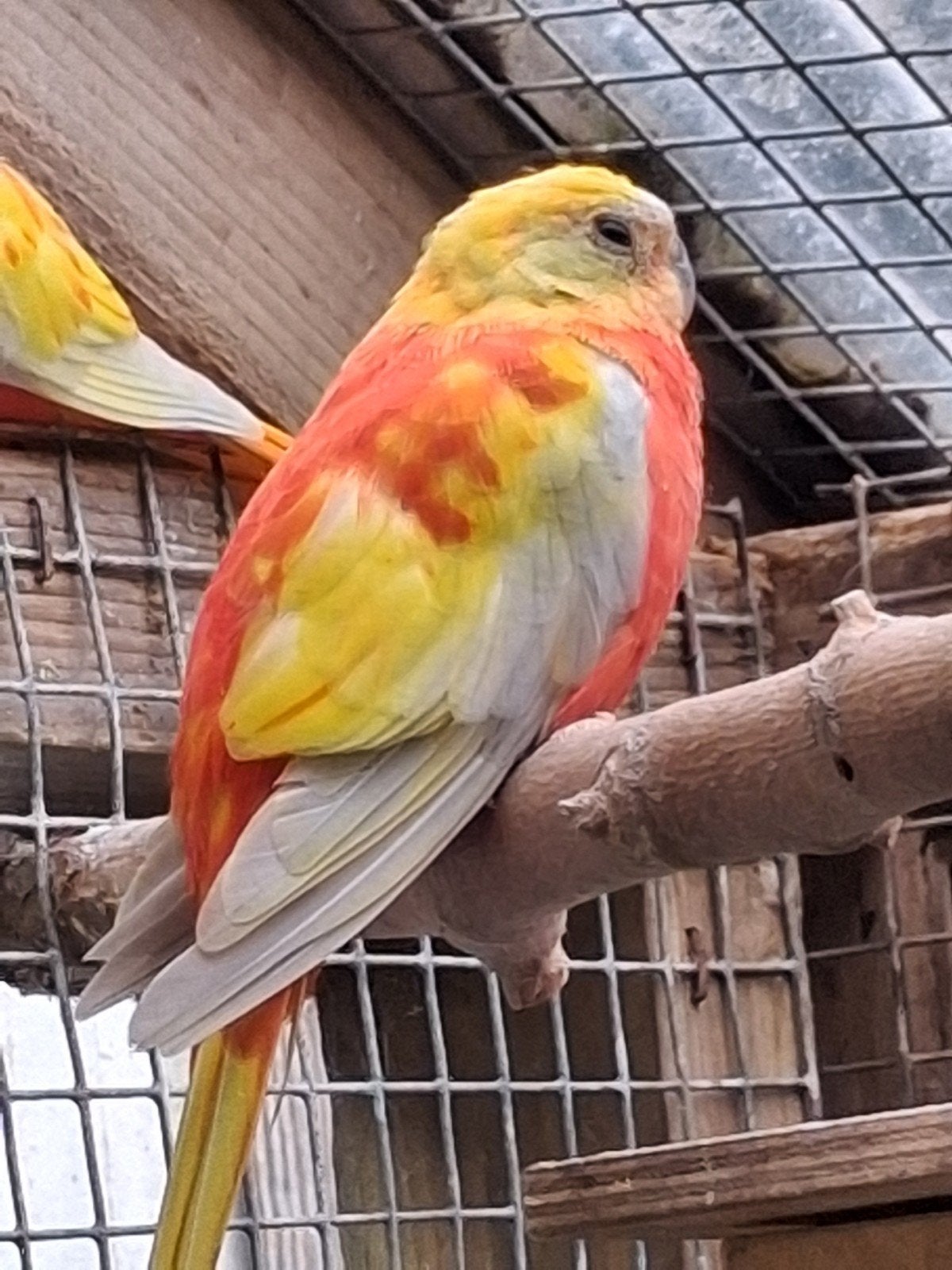 Turquosine roodbuik dilute opaline, Geslacht onbekend, Parkiet, Geringd