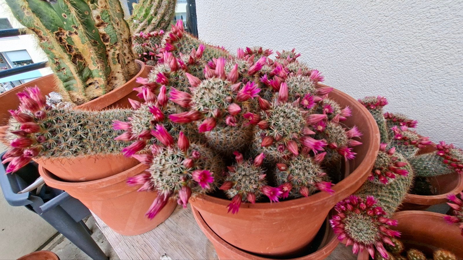 Bloeiende Cactussen - 30cm, Tuin en Terras, Volle zon, Vaste plant, Zomer, Ophalen