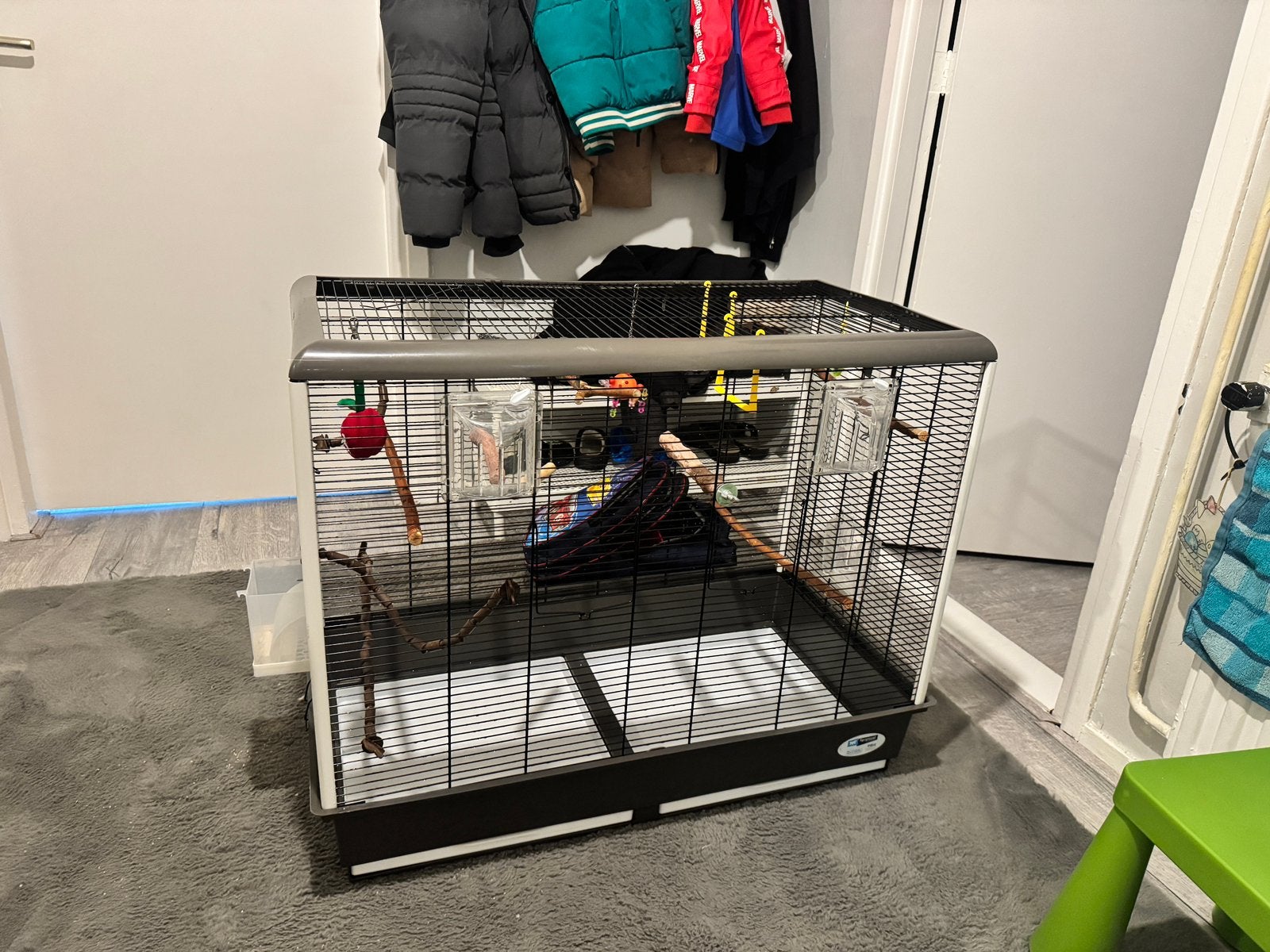 Parkietjes met kooi, Meerdere dieren, Parkiet, Tam