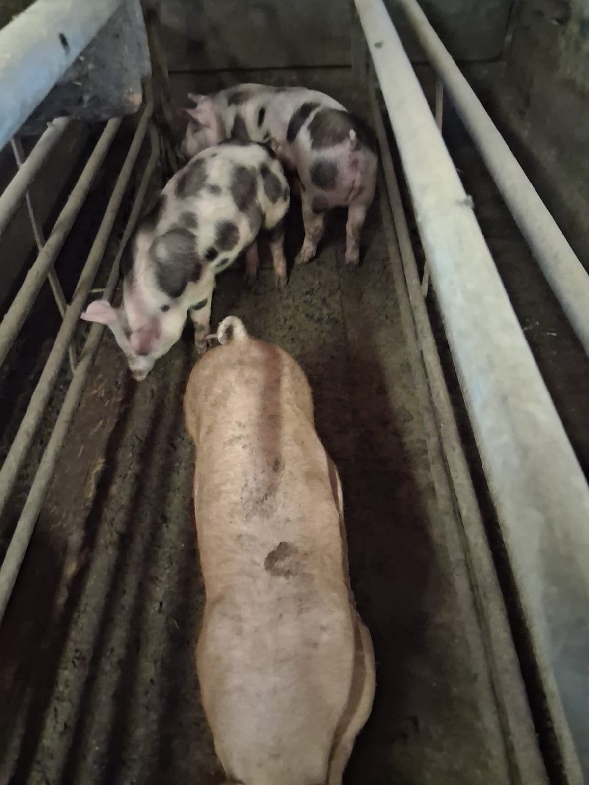 Te koop vleesbiggen, Dieren en Toebehoren, Meerdere dieren, Schaap