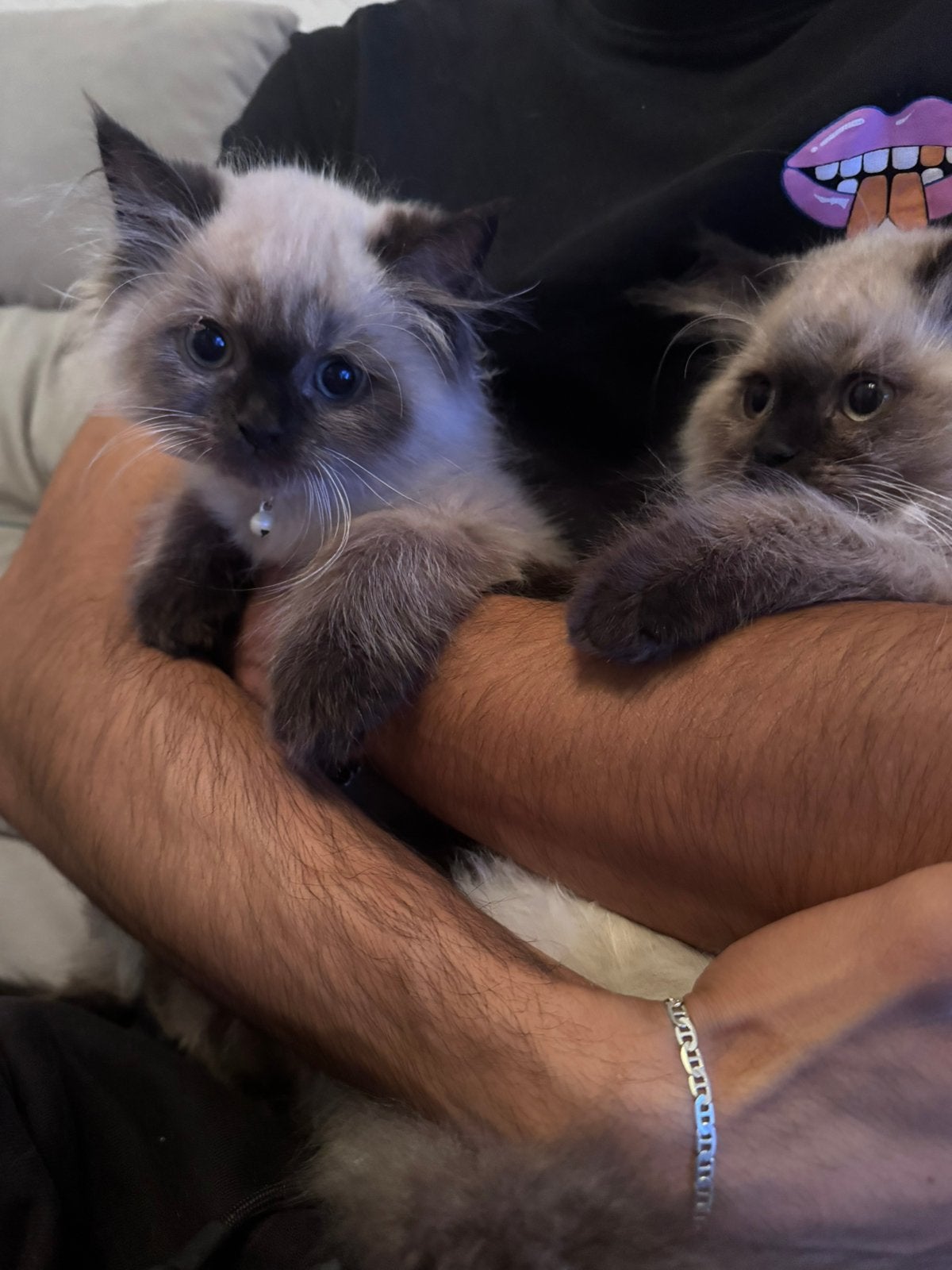 langharige Ragdoll kittens Nog 2 poesjes beschikbaar, Meerdere dieren, Ontwormd, 0 tot 2 jaar