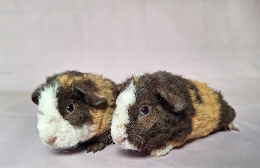 Twee jonge Us teddy beertjes - choco/creme/wit, Mei, Mannelijk, Cavia
