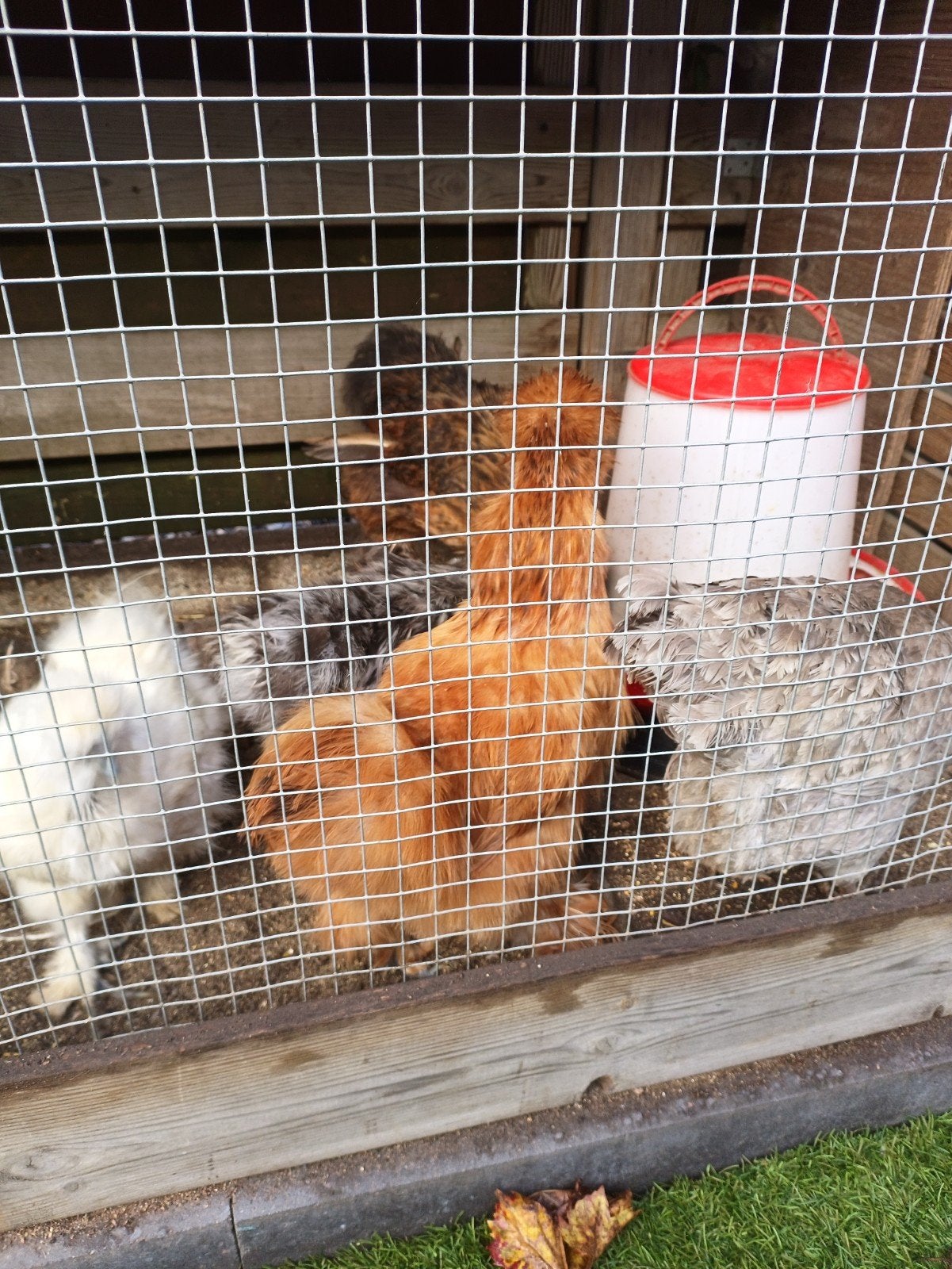 zijdehoende en wyandotte kippen hennen, Dieren en Toebehoren