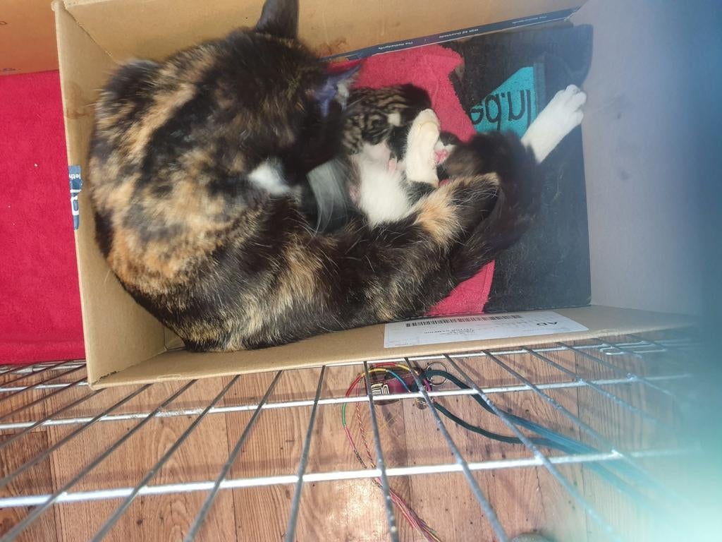 ♂️♀️2 gezellige cyper kittens🐾🐈‍⬛🐈‍⬛  via app, Kater, Kortharig
