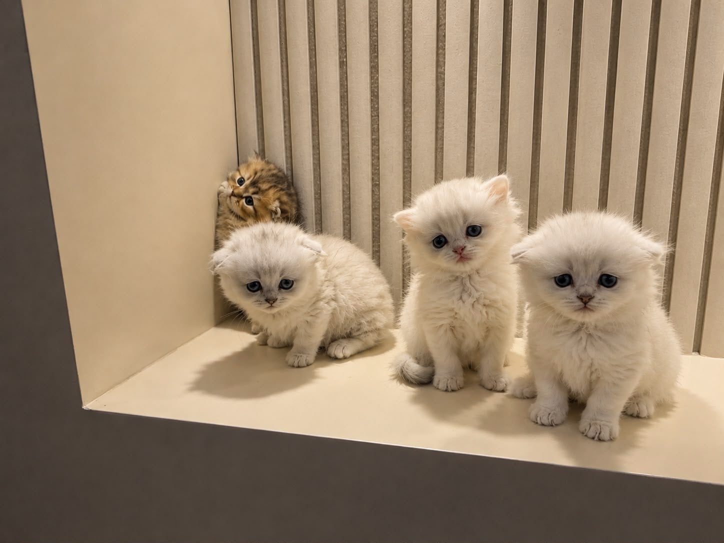 British long hair kitten, Meerdere dieren, Ontwormd