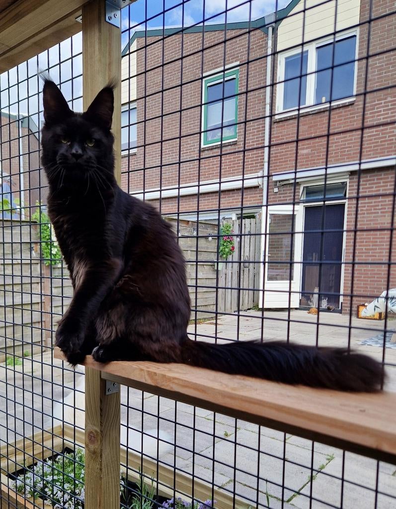 Prachtige Russische Maine Coon dekkater (niet te koop!)