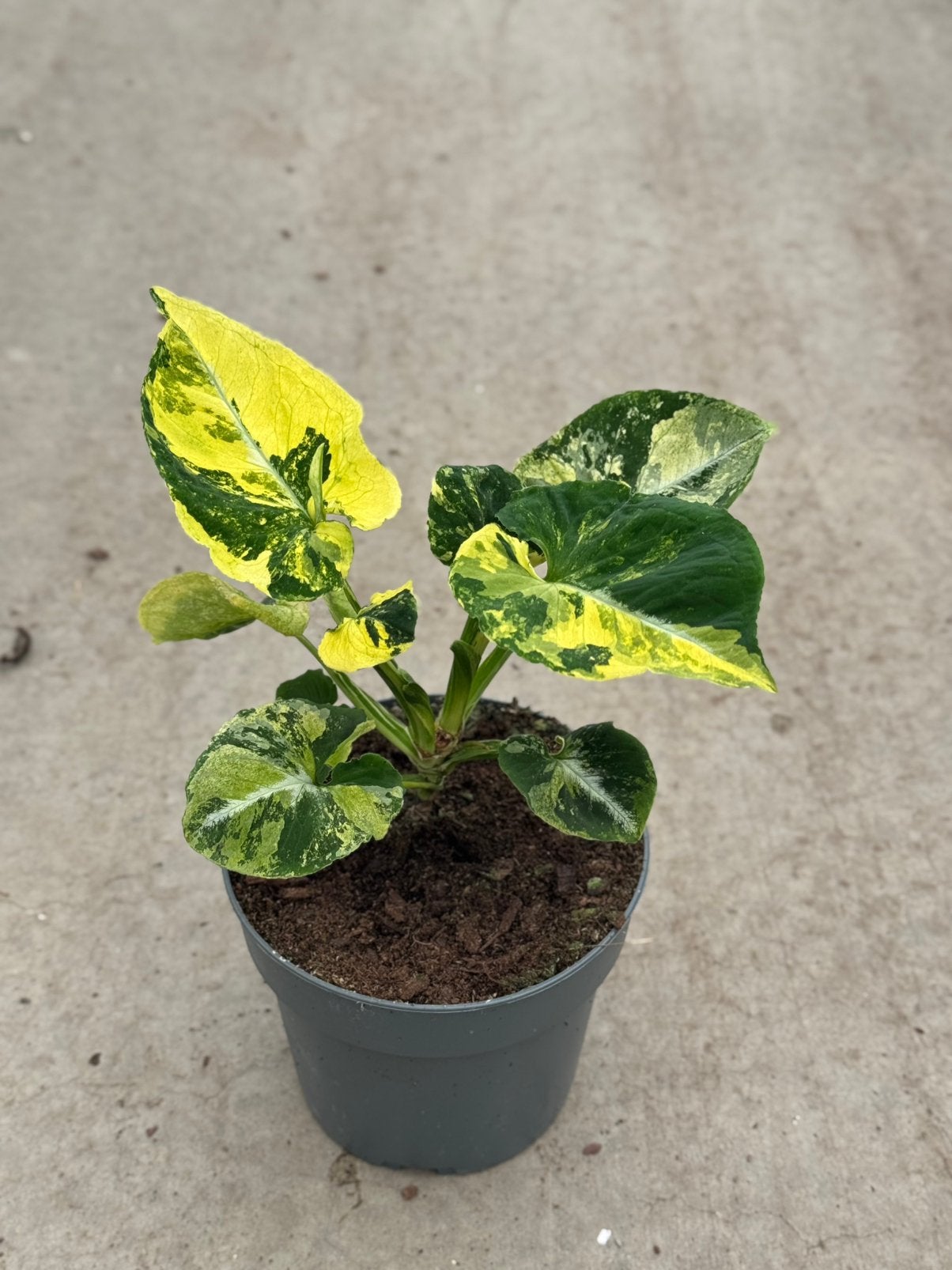Syngonium Scrambled Eggs, Ophalen of Verzenden, Halfschaduw, Minder dan 100 cm