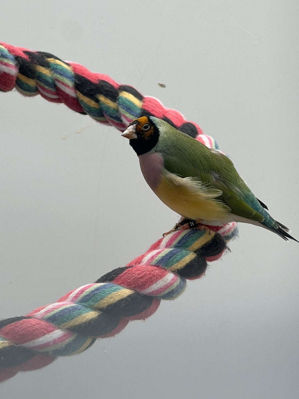 Gouldamadine pop, Dieren en Toebehoren, Vogels | Overige Vogels, Vrouwelijk, Tropenvogel, Geringd
