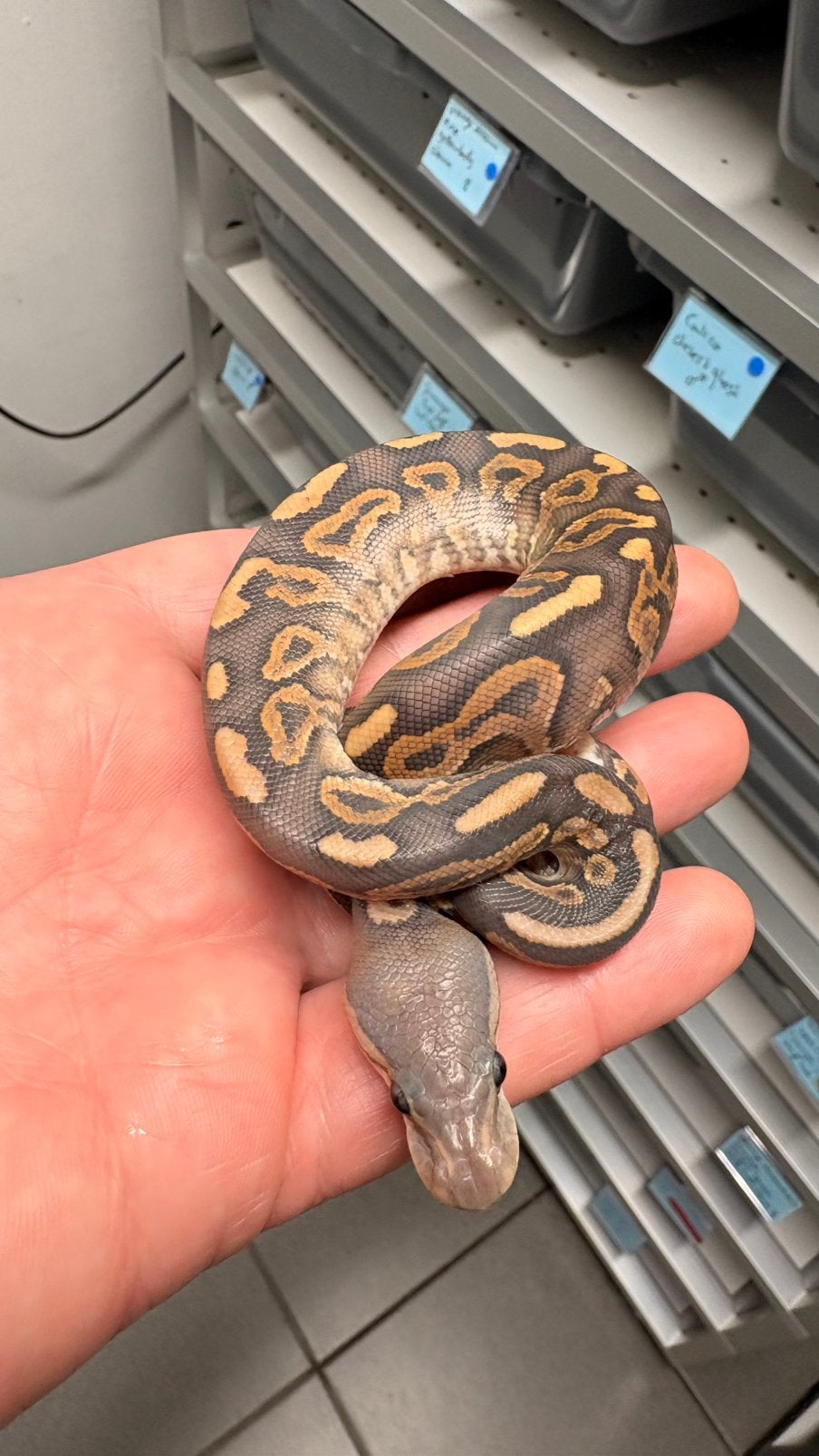 Cinnamon yellow belly hypo ball python