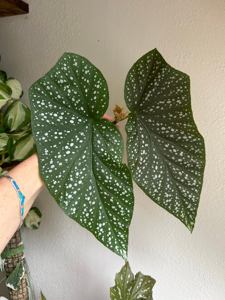 Begonia corallina, gewortelde stekken zie advertentie, Huis en Inrichting, Kamerplanten, Ophalen, Halfschaduw, Minder dan 100 cm