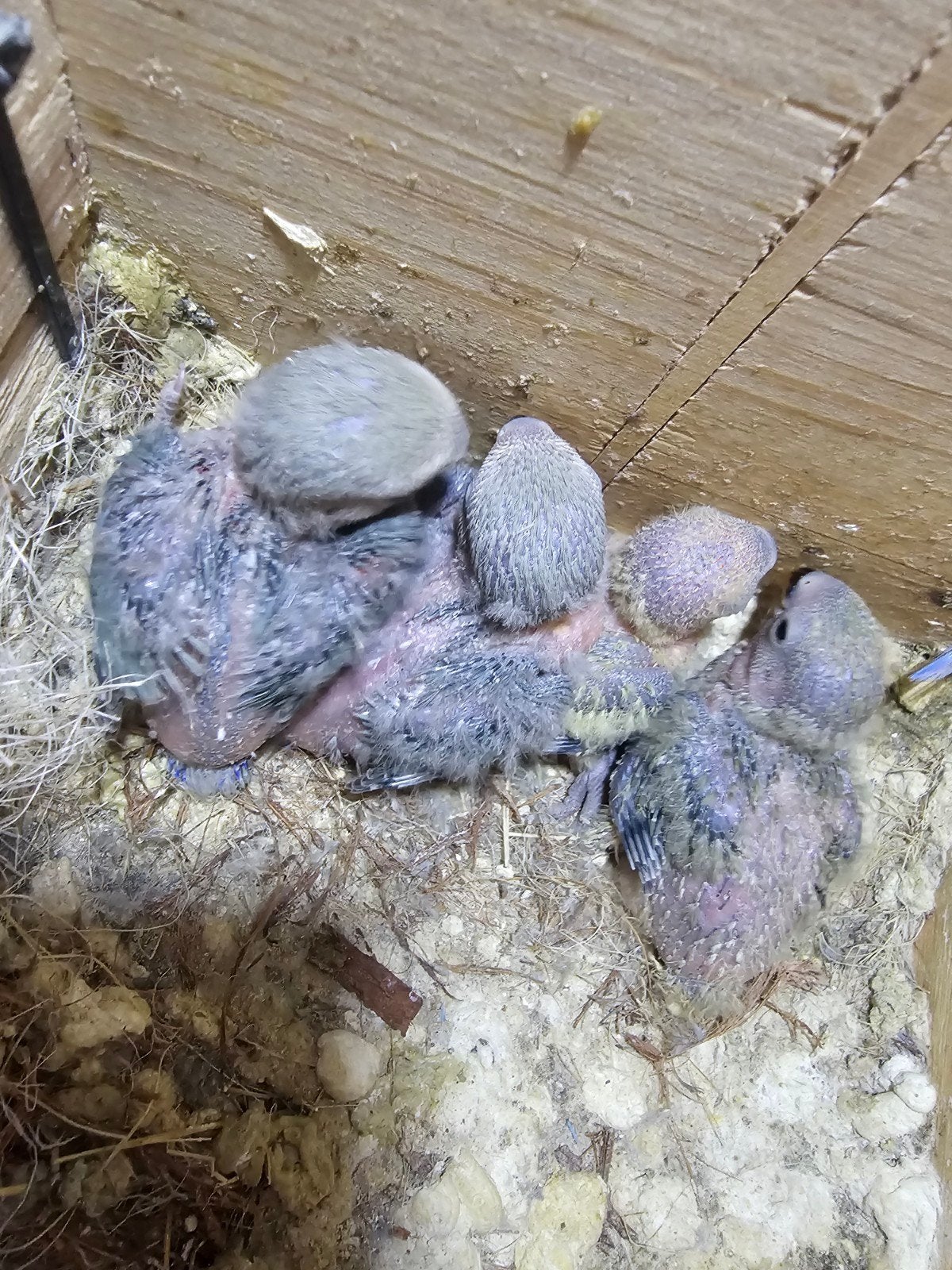 Agapornis roscolie, Geslacht onbekend, Dwergpapegaai of Agapornis