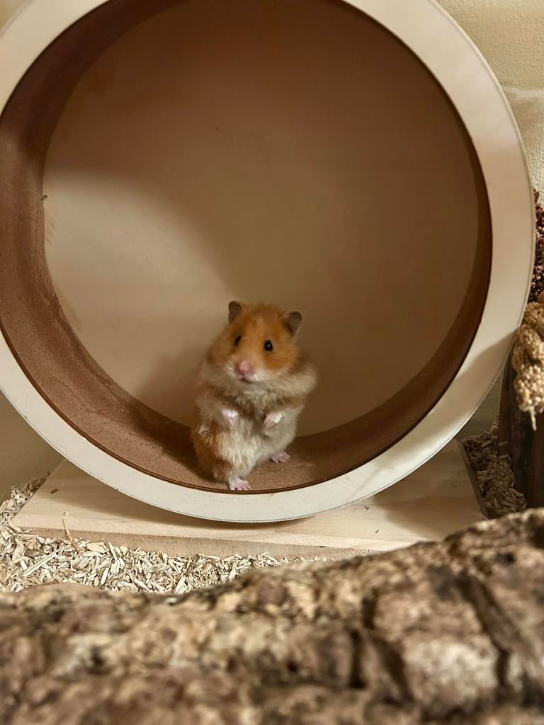 Vakantieopvang konijnen, cavia’s en kleine knagers️, Ophalen, Nieuw