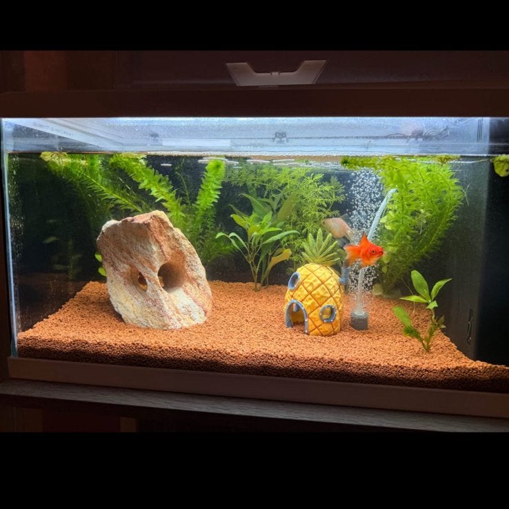 Ciano nieuw aquarium 60 litre, Dieren en Toebehoren, Vissen | Aquaria en Toebehoren, Ophalen of Verzenden, Zo goed als nieuw, Leeg aquarium