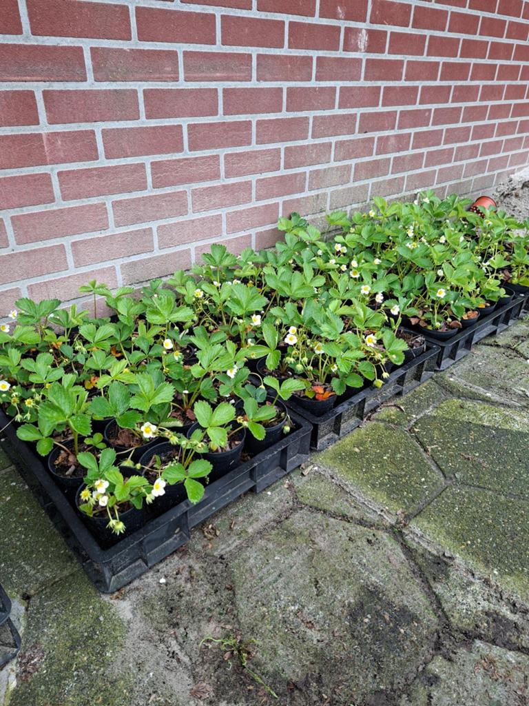 De laatste aarbeienplantjes, Tuin en Terras, Ophalen, Volle zon, Vaste plant, Zomer