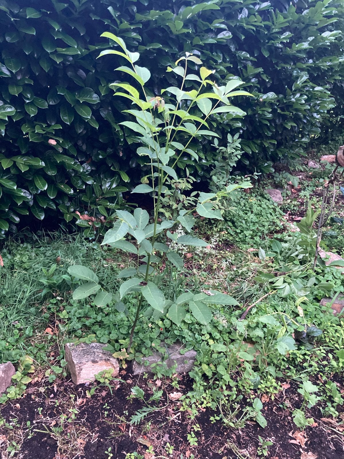 Okkernoot (soort walnoot) boom gratis af te halen, Tuin en Terras, Planten | Tuinplanten, Volle zon, Vaste plant, Bloeit niet