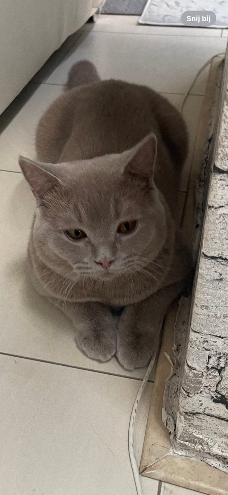 britse korthaar Raszuiver dekkater NIET TE. KOOP ❤️, Dieren en Toebehoren, Katten en Kittens | Dekkaters, 0 tot 2 jaar
