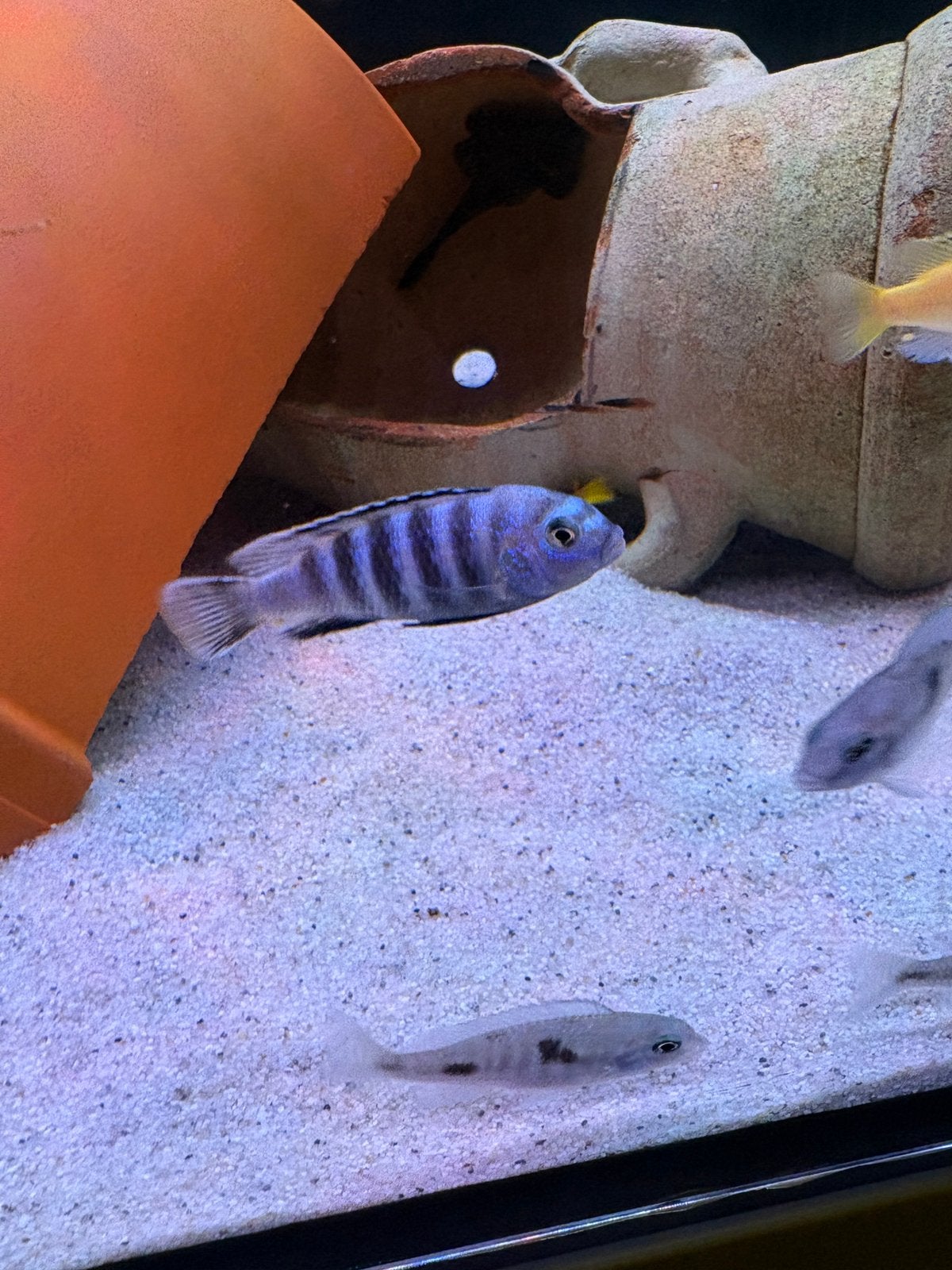 Cichliden Pseudotropheus saulosi, Vis, Zoetwatervis, Schoolvis