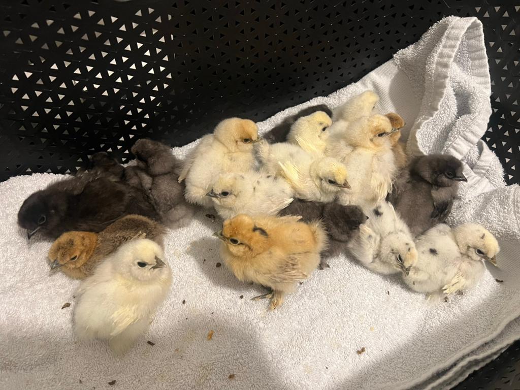 Zijdehoen kuikentjes 🐥💛, Dieren en Toebehoren, Pluimvee, Meerdere dieren, Kip