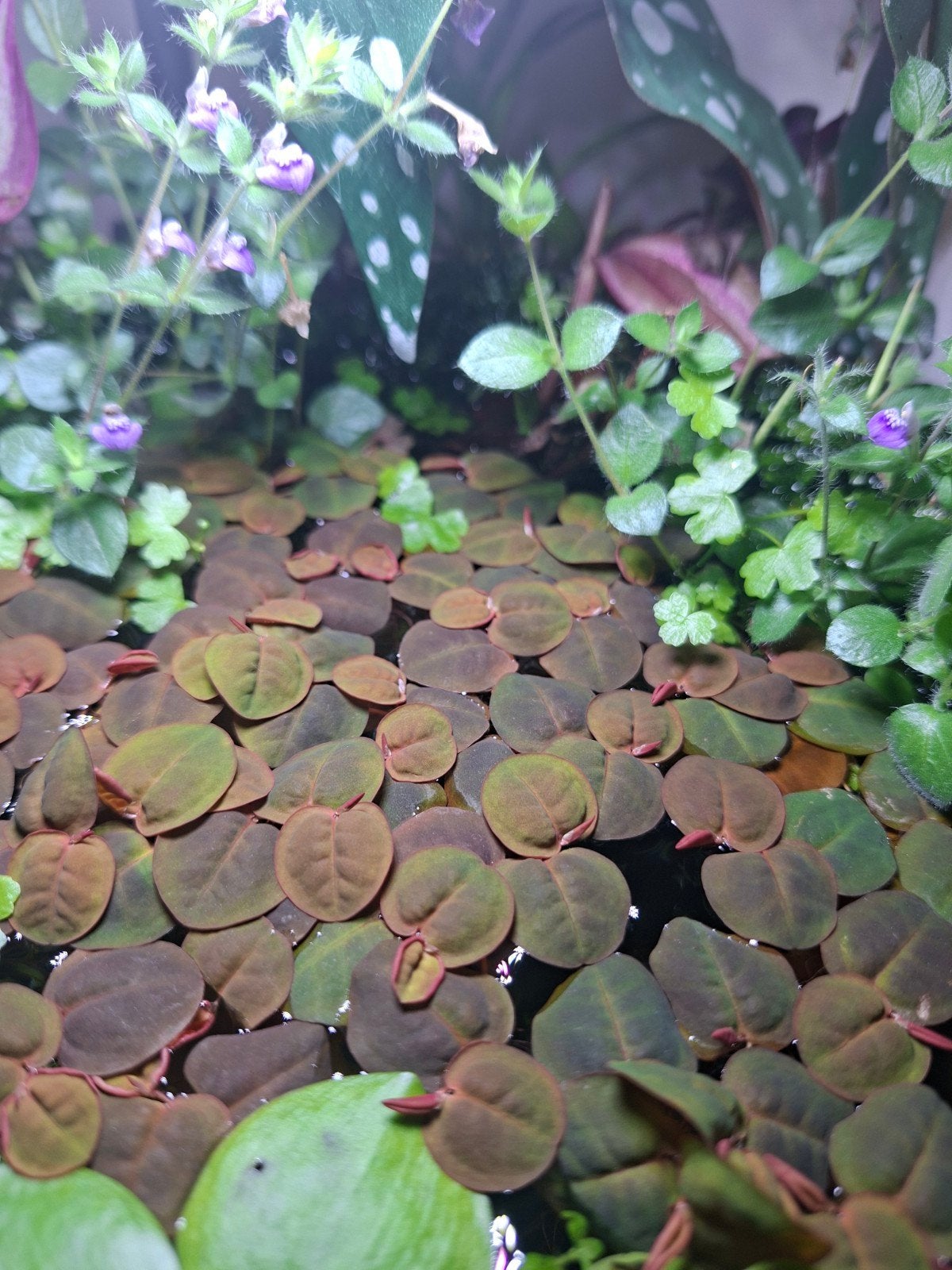 Phyllanthus fluitans – Aquarium drijfplant, Ophalen of Verzenden, Zo goed als nieuw, Plant(en), Steen of Hout