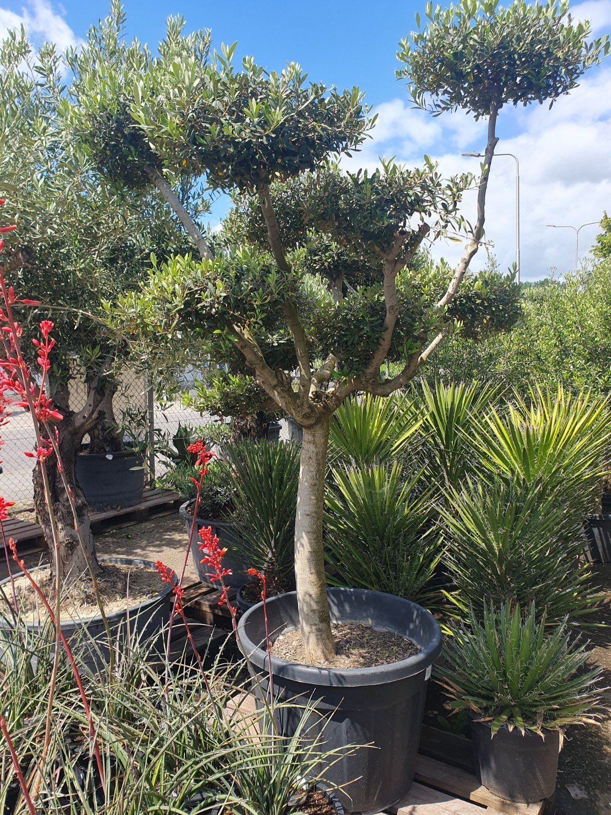 Pon Pon Olijfboom (Olea Europaea), Tuin en Terras, Planten | Bomen, Ophalen