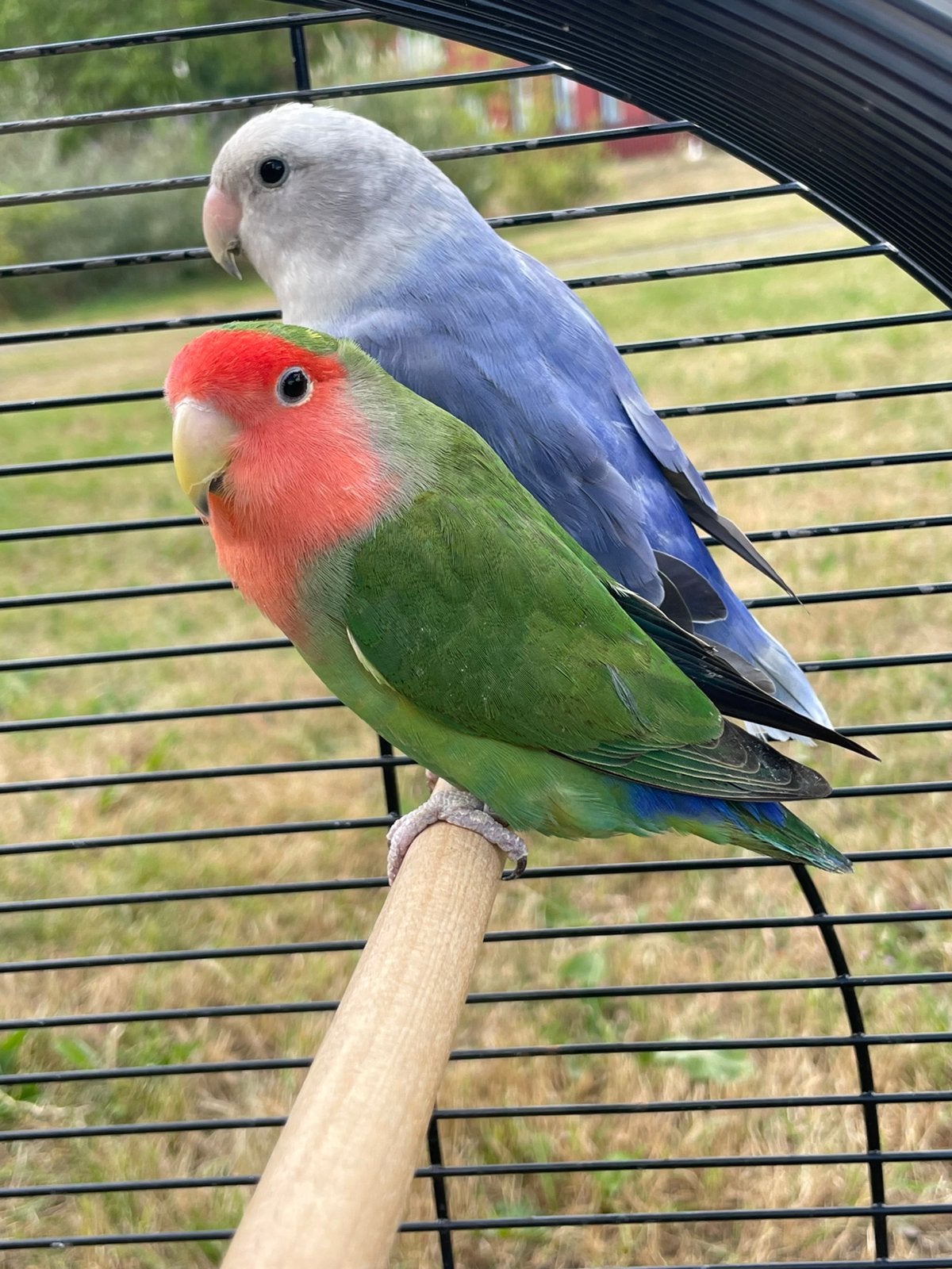 Agapornis Dwergpapegaai Fischerie Roseicolle Personata, Dieren en Toebehoren, Vogels | Parkieten en Papegaaien, Meerdere dieren