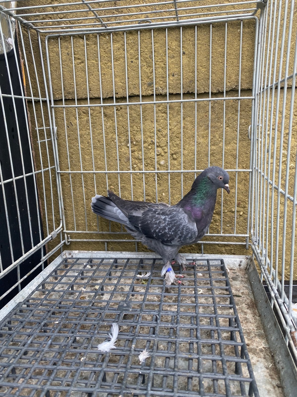 Takla, Dieren en Toebehoren, Meerdere dieren, Postduif