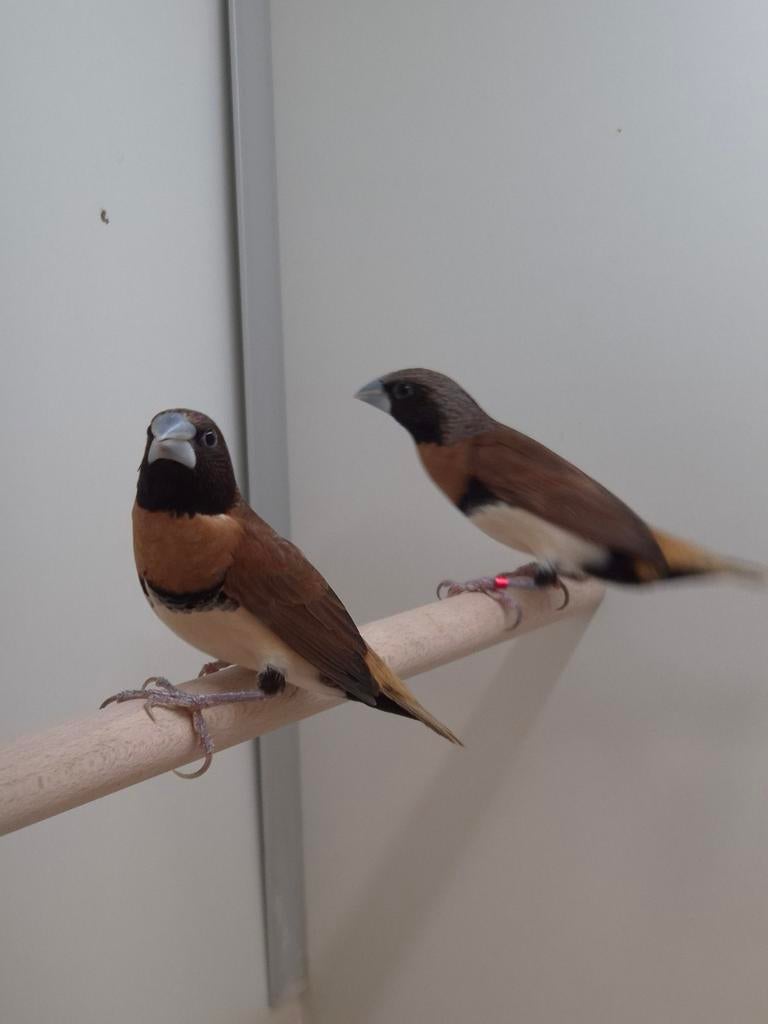 Bruinborst rietvinken, Dieren en Toebehoren, Geslacht onbekend, Tropenvogel, Geringd