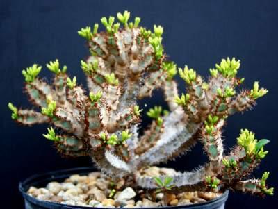 Caudex Euphorbia Eureoviridiflora Madagaskar potmaat 12 cm, Overige soorten, In pot, Minder dan 100 cm, Bloeiende kamerplant