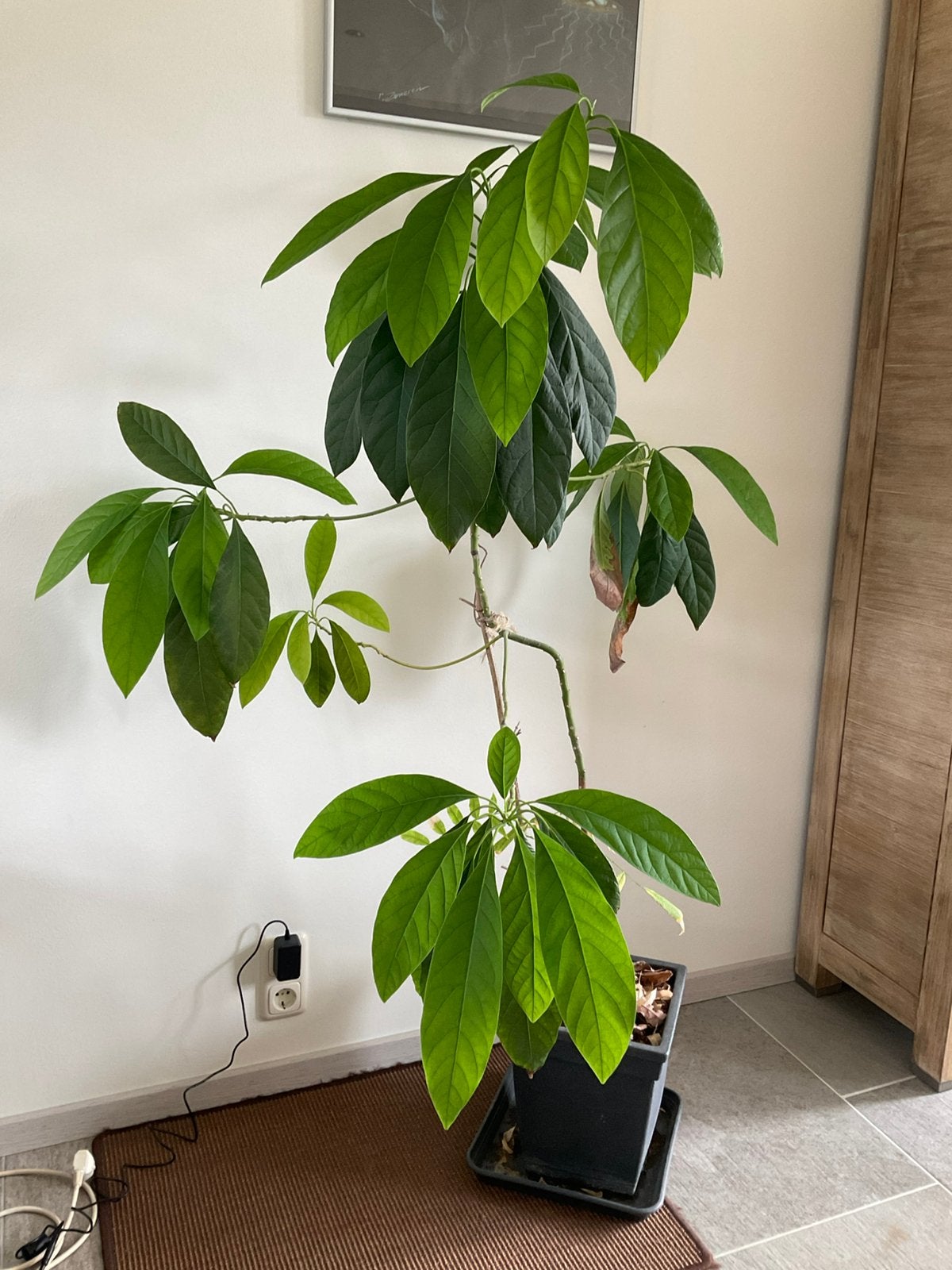 Avocado boom met een wasnoten boompje, Ophalen, In pot, Halfschaduw