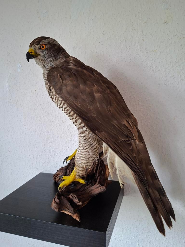Zeer grote opgezette vrouwelijke Havik taxidermie vogel, Ophalen of Verzenden, Nieuw, Vogel, Opgezet dier