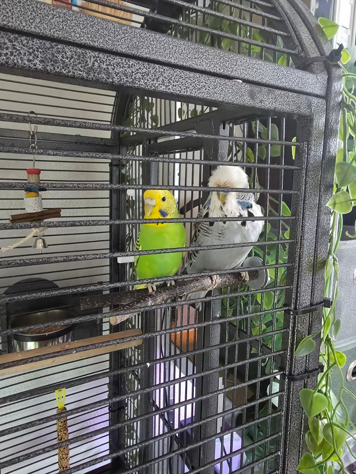 2 grasparkieten te ruil dwergpappegaai(en), Dieren en Toebehoren, Vogels | Parkieten en Papegaaien, Meerdere dieren, Parkiet, Geringd
