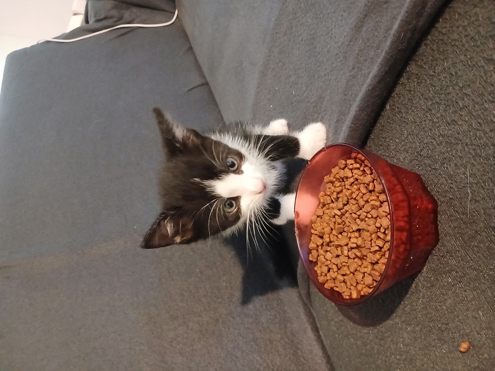 Lieve kittens zoeken een gouden mandje, Dieren en Toebehoren, Katten en Kittens | Overige Katten, Meerdere dieren, Kortharig, 0 tot 2 jaar