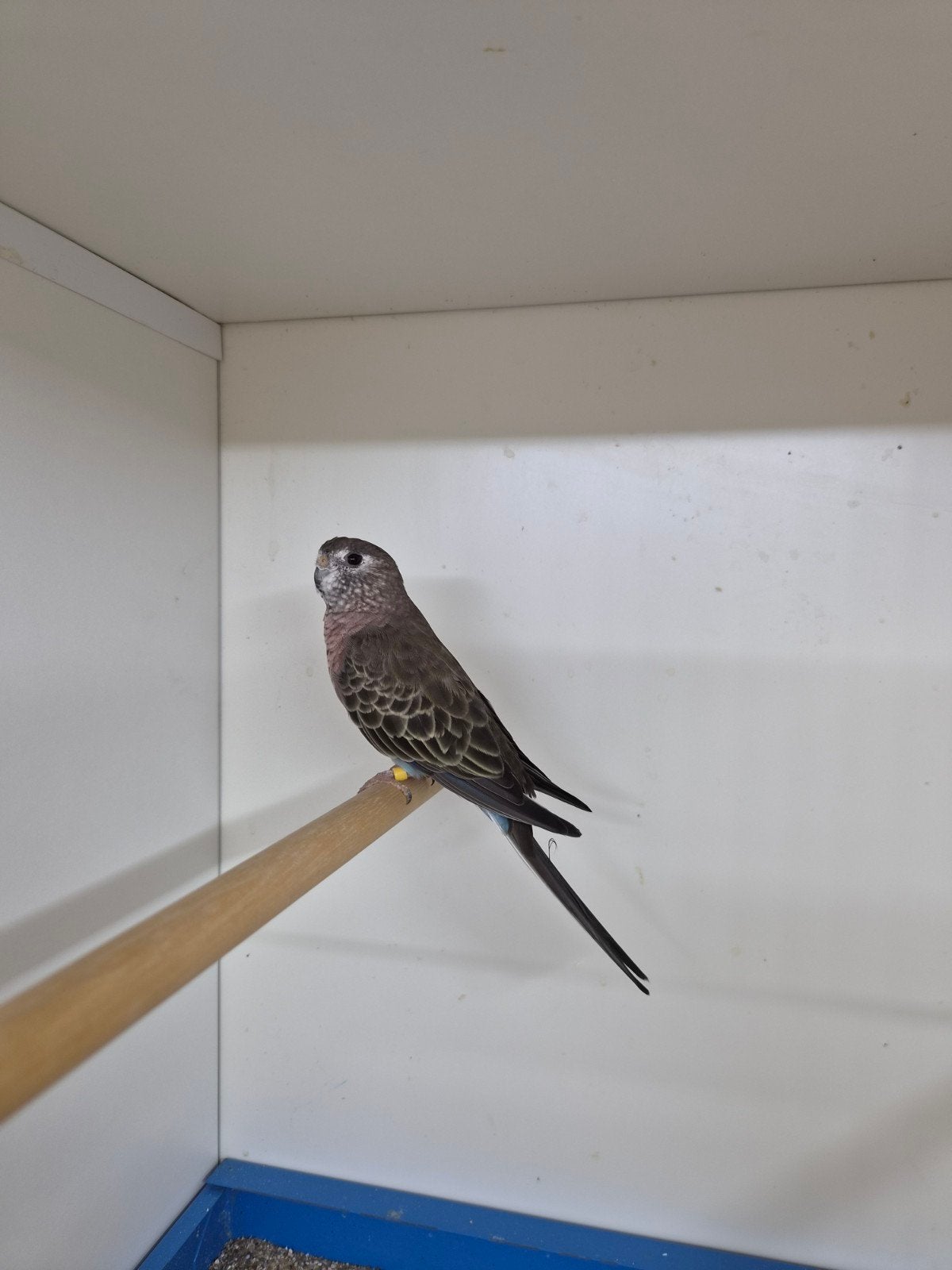 Bourke pop wildkleur, Dieren en Toebehoren, Vogels | Parkieten en Papegaaien, Vrouwelijk, Parkiet