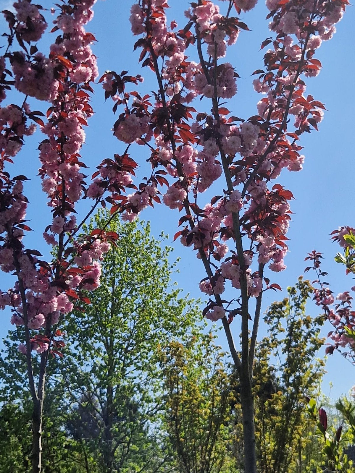Prunus Royal Burgundi ( Japanse Sierkers), Ophalen, Halfschaduw, Overige soorten