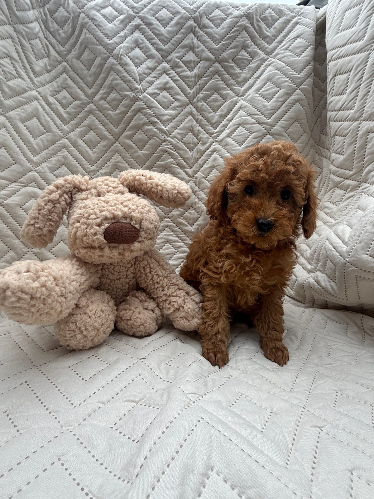 Super lief nestje toy poedels, mogen verhuizen., Dieren en Toebehoren, Poedel, Parvo, 8 tot 15 weken, Meerdere