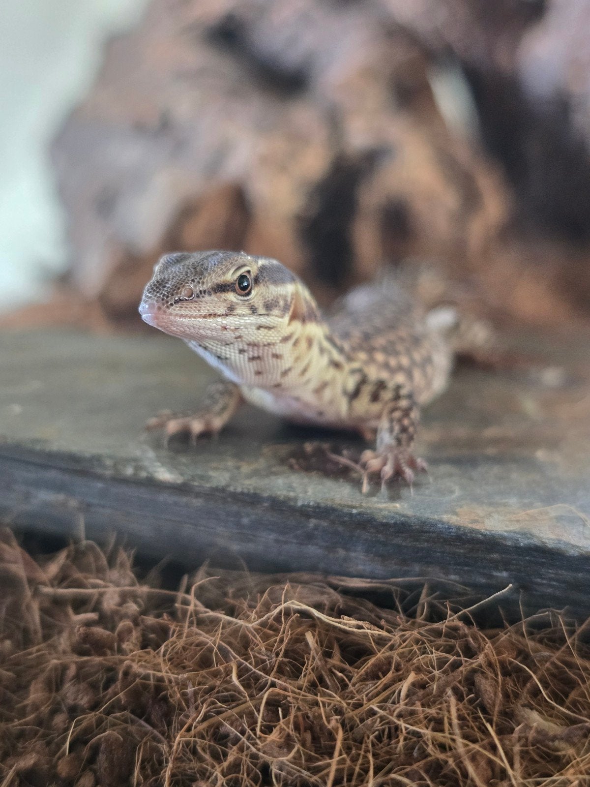 NK Stekelstaartvaranen (varanus acanthurus) Monitor Lizard photo 3