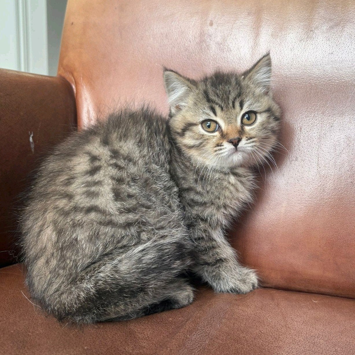 Lieve Britse korthaar kittens, Dieren en Toebehoren, Meerdere dieren, Ontwormd, 0 tot 2 jaar