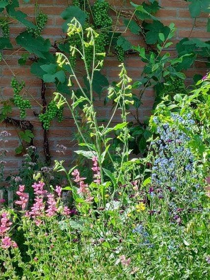 zaden Nicotiana langsdorfii Lime, Verzenden, Voorjaar, Volle zon, Zaad