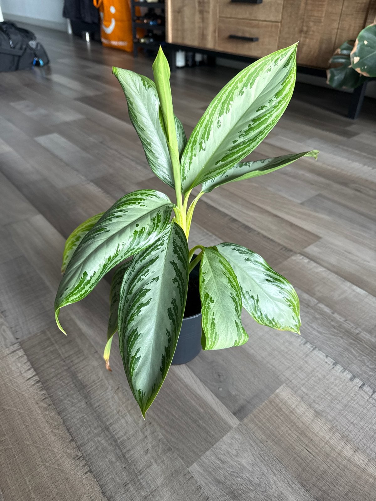 Aglaonema kamerplant - Prachtige groene bladeren, Overige soorten, In pot, Minder dan 100 cm, Groene kamerplant
