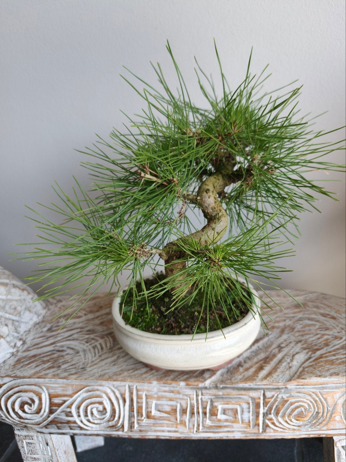 Pinus Thunbergii bonsai, Tuin en Terras, Planten | Bomen, Bloeit niet, Halfschaduw, Minder dan 100 cm, Overige soorten