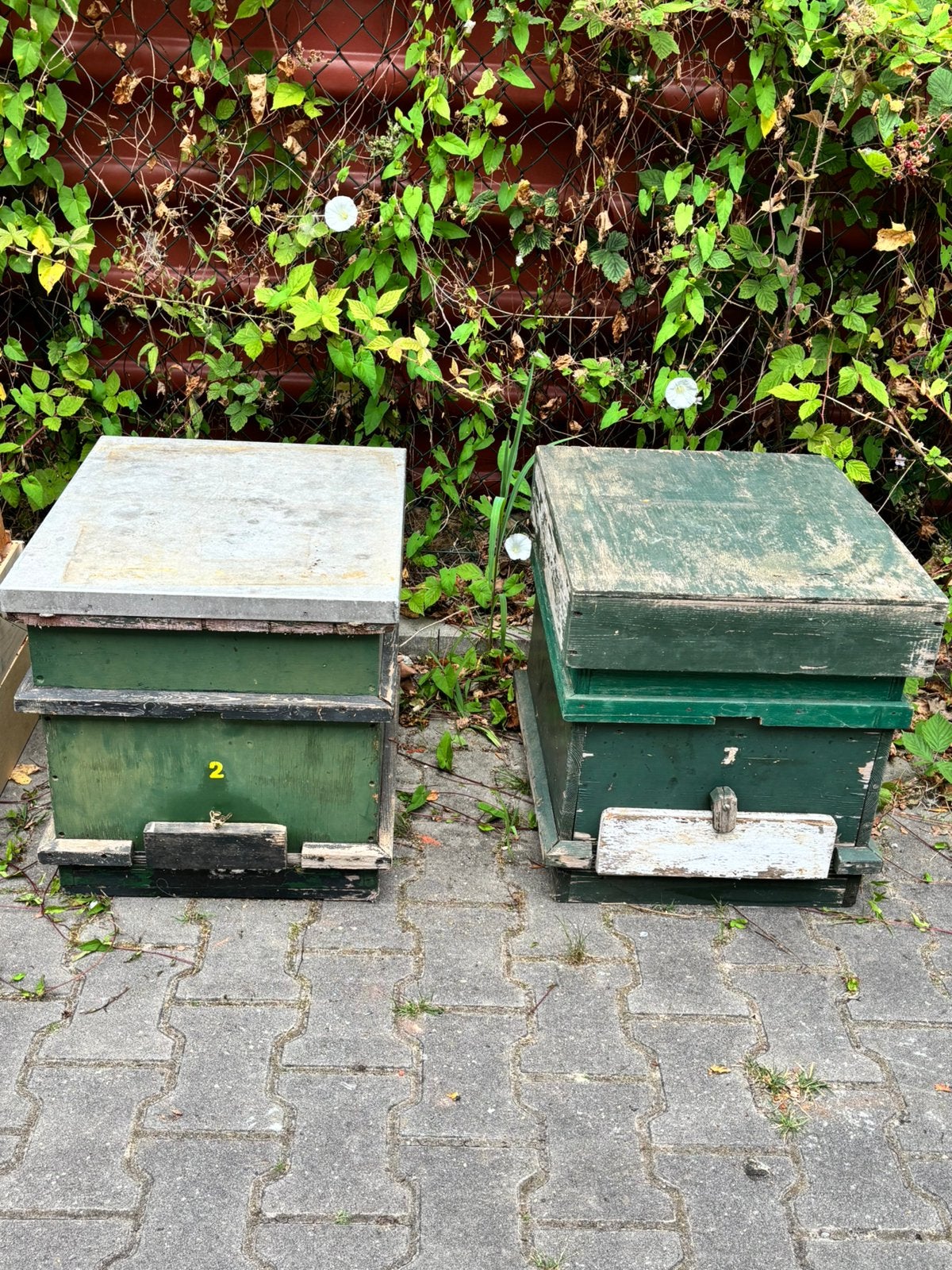 Bijenkasten spaarkastformaat, Dieren en Toebehoren, Insecten en Spinnen, Bijen