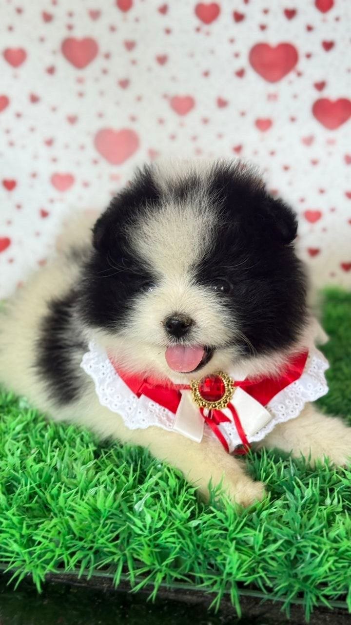 Exclusieve Micro Pomeranian Korea – Zwart-Wit Reutje, Keeshond, 15 weken tot 1 jaar, Reu, Parvo
