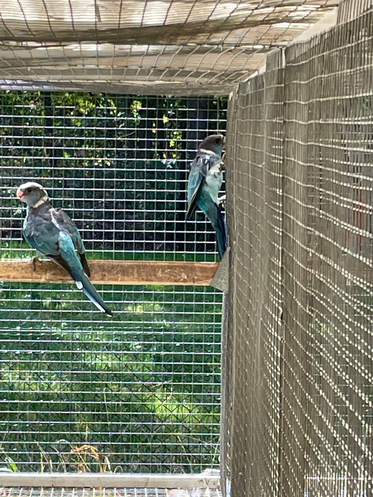 2 jonge blauwe barnard parkieten tekoop., Meerdere dieren, Parkiet, Geringd