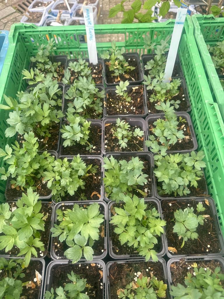Verse Maggi/Lavas plantjes - Per stuk €1,-, Tuin en Terras, Ophalen, Vaste plant, Halfschaduw, Kruiden