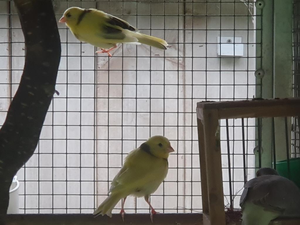 Kanaries 2026, Dieren en Toebehoren, Vogels | Kanaries, Meerdere dieren, Kleurkanarie