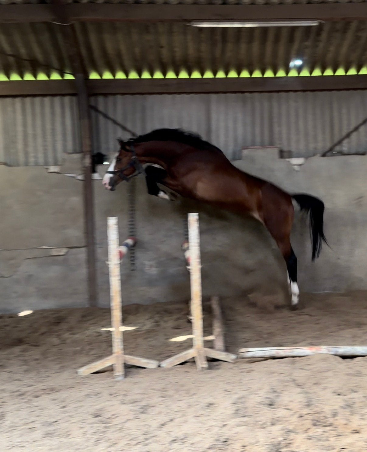 Te koop - een echte eyecatcher, Dieren en Toebehoren, Paarden, Springpaard, Met stamboom, Hengst, Onbeleerd
