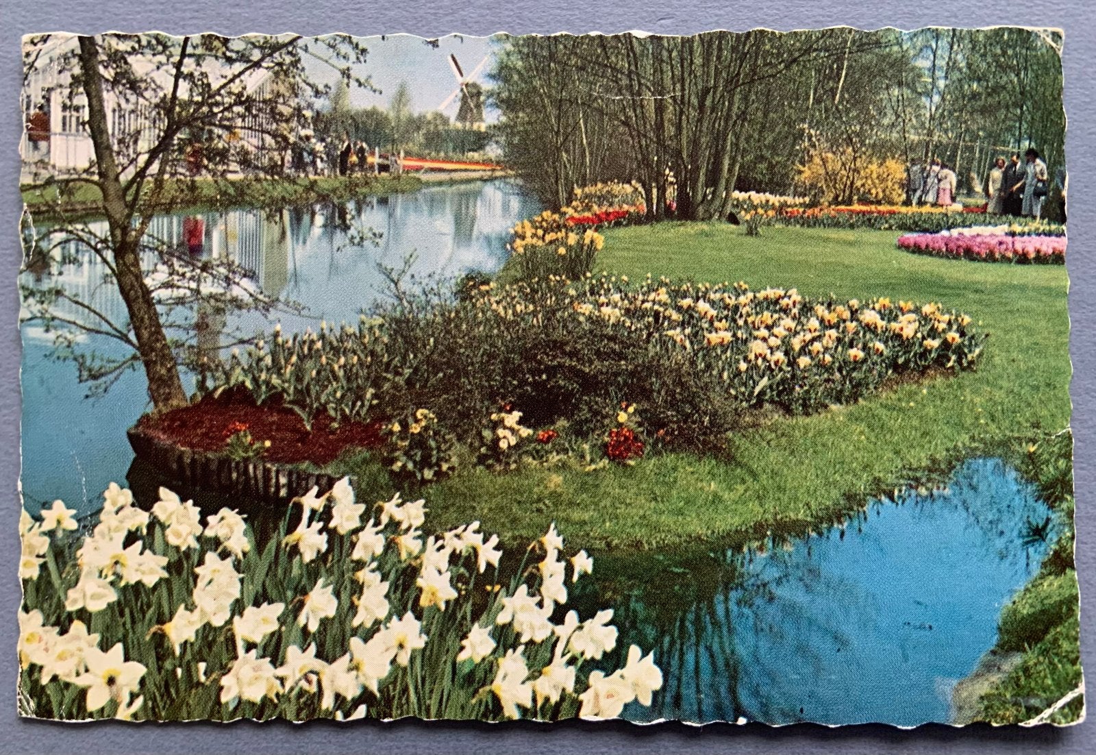 Keukenhof Lisse Holland 1959, Verzamelen, Ophalen of Verzenden, 1940 tot 1960, Gelopen, Zuid-Holland